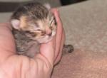 Baby 3 - Scottish Fold Kitten For Sale - Monticello&comma; MN&comma; US