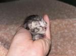 Baby 4 - Scottish Fold Kitten For Sale - Monticello&comma; MN&comma; US