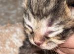 Baby 5 - Scottish Fold Kitten For Sale - Monticello&comma; MN&comma; US
