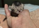 Baby 6 - Scottish Fold Kitten For Sale - Monticello&comma; MN&comma; US