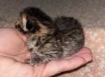 Baby 1 - Scottish Fold Kitten For Sale - Monticello&comma; MN&comma; US