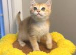 Venny - British Shorthair Kitten For Sale - 