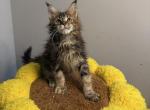Cookie - Maine Coon Kitten For Sale - Queens&comma; NY&comma; US