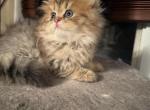 Purebred Persian tabby male - Persian Kitten For Sale - Staten Island&comma; NY&comma; US