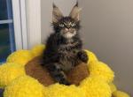 Bread - Maine Coon Kitten For Sale - 