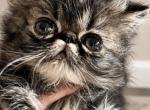 Brown Tabby boy - Persian Kitten For Sale - Clay&comma; PA&comma; US