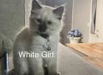 White - Ragdoll Kitten For Sale - Saint Paul&comma; MN&comma; US