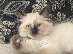White - Ragdoll Kitten For Sale - Saint Paul&comma; MN&comma; US