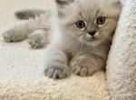 Stevie Blue Point Lynx Litter G - Himalayan Kitten For Sale - Tampa&comma; FL&comma; US