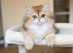 Irene - British Shorthair Kitten For Sale - CA&comma; US