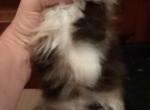 SAVANNAHS LITTER - Persian Kitten For Sale - 