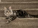 Henry - Maine Coon Cat For Sale/Retired Breeding - 