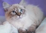 Dayana - Siberian Kitten For Sale - Pembroke Pines&comma; FL&comma; US