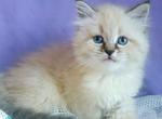Estella - Siberian Kitten For Sale - Pembroke Pines&comma; FL&comma; US