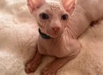 Love - Sphynx Kitten For Adoption - San Gabriel&comma; CA&comma; US