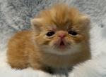 Exotic red boy - Exotic Kitten For Sale - Palm Coast&comma; FL&comma; US