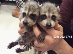 Racoons - Domestic Kitten For Sale - Ocala&comma; FL&comma; US