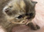 Exotic tortieshell female - Exotic Kitten For Sale - Palm Coast&comma; FL&comma; US