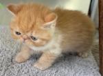 Exotic red and  female girl - Exotic Kitten For Sale - Palm Coast&comma; FL&comma; US