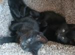 Black kittens - Domestic Kitten For Sale - 