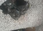 All black kittens - Domestic Kitten For Adoption - 