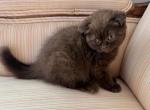 Younger Scottish Fold Chocolate Female - Scottish Fold Kitten For Sale - Orlando&comma; FL&comma; US