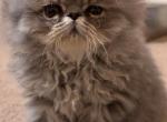 Beau - Persian Kitten For Sale - 