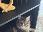 Lacey - Maine Coon Cat For Sale - Little Chute&comma; WI&comma; US