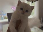 Scottish female A - Scottish Fold Kitten For Sale - Fort Lee&comma; NJ&comma; US
