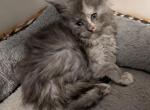 Bubbles - Maine Coon Kitten For Sale - Freysville&comma; PA&comma; US