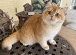British Shorthair Golden Male - British Shorthair Cat For Sale - Orlando&comma; FL&comma; US