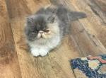Persian - Persian Kitten For Sale - Chesapeake&comma; VA&comma; US