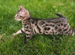 Raiden - Bengal Kitten For Sale - 