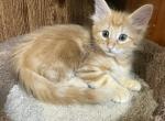 Surprise - Norwegian Forest Kitten For Sale