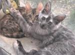 Maple - Maine Coon Kitten For Sale - Bechtelsville&comma; PA&comma; US