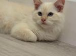 Red Collar - Ragdoll Kitten For Sale - 