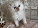 Torch - Ragdoll Kitten For Sale - 