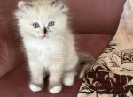 Enya - Ragdoll Kitten For Sale - 