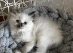 Cinder - Ragdoll Kitten For Sale - Columbia&comma; MO&comma; US