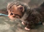 Name Furminator boy - Siberian Kitten For Sale - Cumming&comma; GA&comma; US