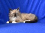 Tigers litter - Ragdoll Kitten For Sale - WI&comma; US