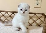 Mia - Scottish Fold Kitten For Sale - MA&comma; US