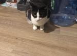 Sly - Domestic Cat For Adoption - Garfield&comma; NJ&comma; US