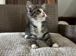 Poppy - Siberian Kitten For Sale - Winchester&comma; VA&comma; US