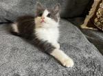 Roxy - Siberian Kitten For Sale - Winchester&comma; VA&comma; US