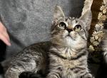 Luna - Siberian Kitten For Sale - Winchester&comma; VA&comma; US