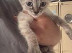 Buddy - Balinese Kitten For Sale - Milton&comma; FL&comma; US