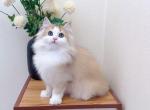 M024 - Minuet Kitten For Sale - Los Angeles&comma; CA&comma; US