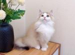 M024 - Minuet Kitten For Sale - Los Angeles&comma; CA&comma; US