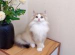 M024 - Minuet Kitten For Sale - 